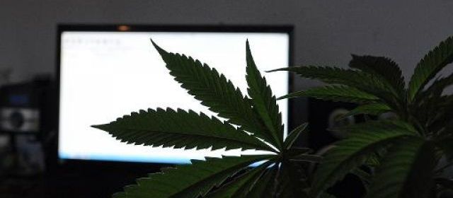 cannabis-feuilles
